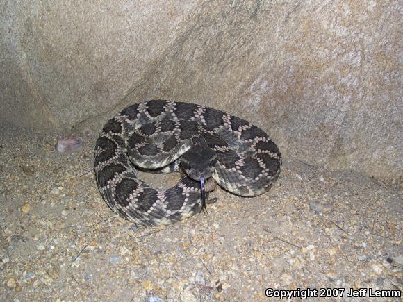 Southern Pacific Rattlesnake (Crotalus oreganus helleri)