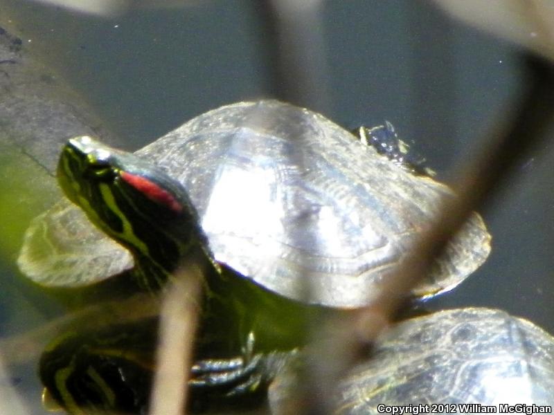 Cumberland Slider (Trachemys scripta troostii)