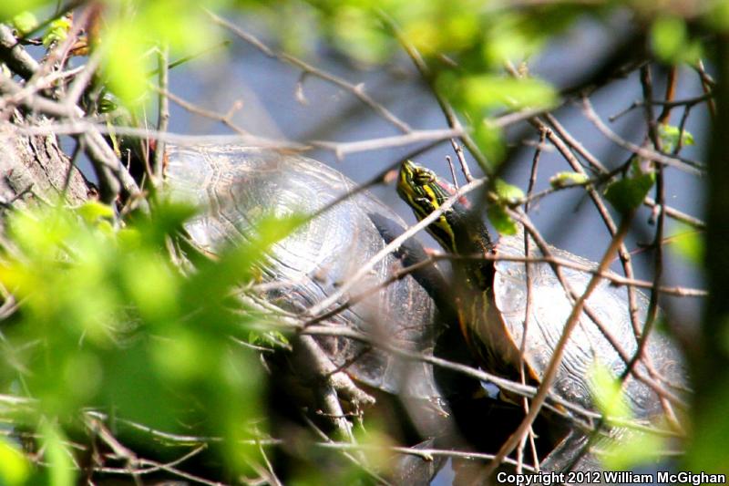 Cumberland Slider (Trachemys scripta troostii)