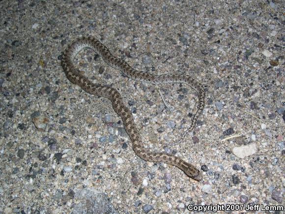 Glossy Snake (Arizona elegans)