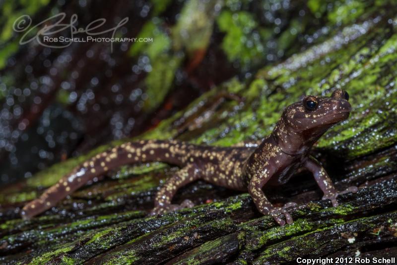 Wandering Salamander (Aneides vagrans)