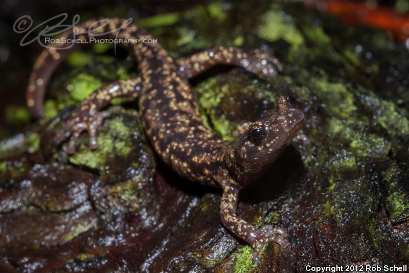 Wandering Salamander (Aneides vagrans)