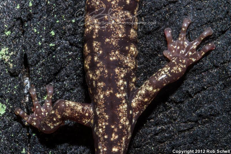 Wandering Salamander (Aneides vagrans)