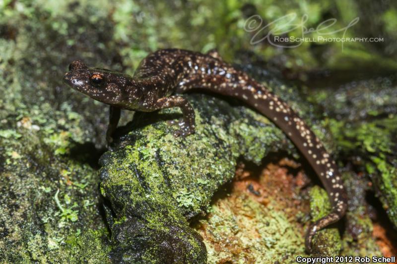 Wandering Salamander (Aneides vagrans)