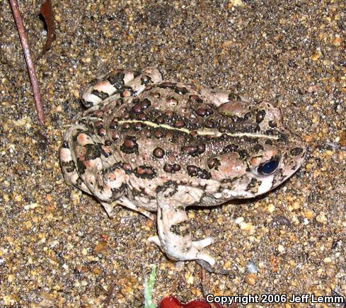 Southern California Toad (Anaxyrus boreas halophilus)