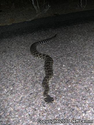 Southern Pacific Rattlesnake (Crotalus oreganus helleri)