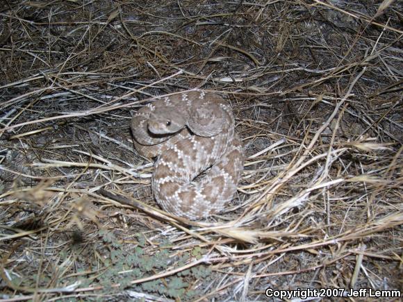 Red Diamond Rattlesnake (Crotalus ruber ruber)