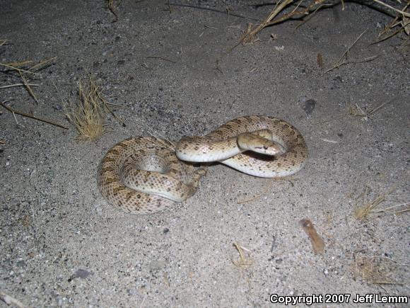 Desert Glossy Snake (Arizona elegans eburnata)