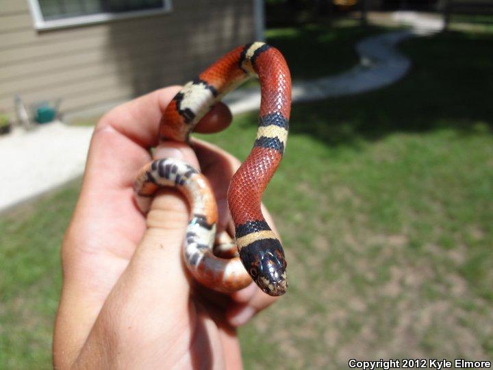 Louisiana Milksnake (Lampropeltis triangulum amaura)