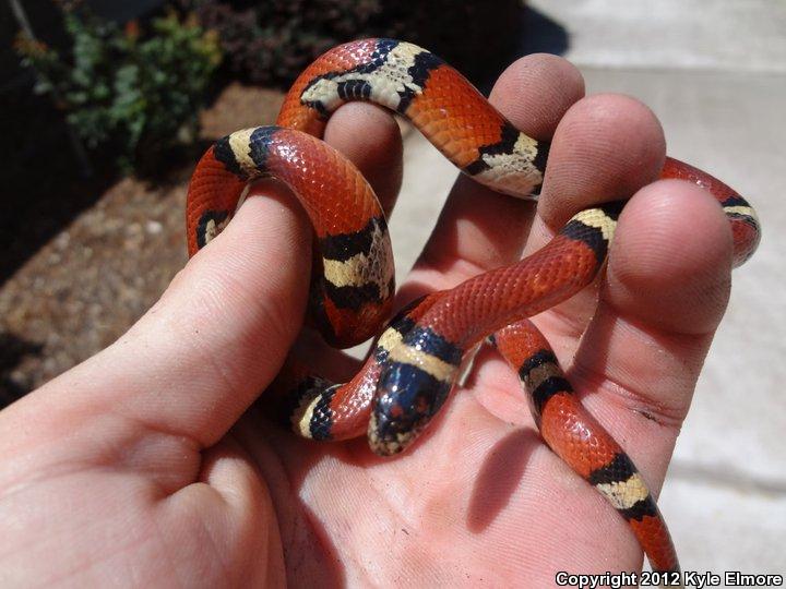 Louisiana Milksnake (Lampropeltis triangulum amaura)