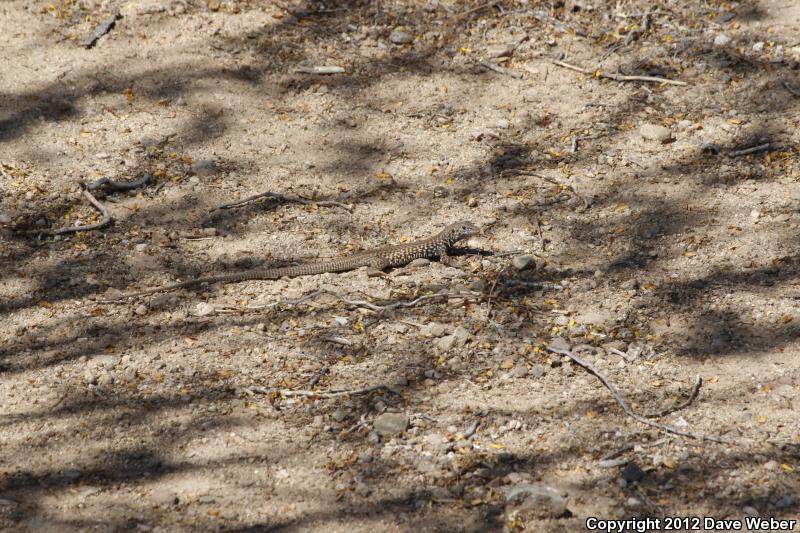 Sonoran Tiger Whiptail (Aspidoscelis tigris aethiops)