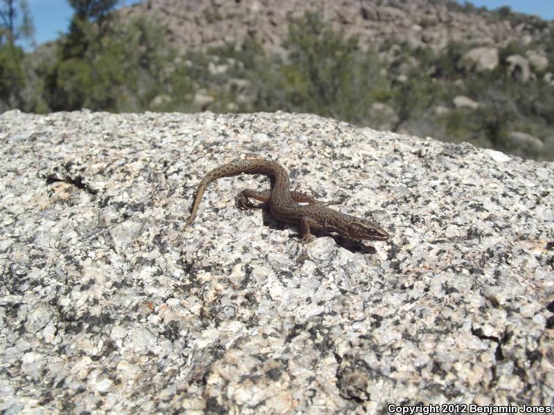 Arizona Night Lizard (Xantusia arizonae)