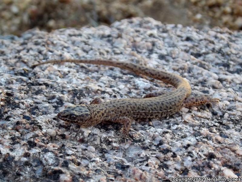 Arizona Night Lizard (Xantusia arizonae)