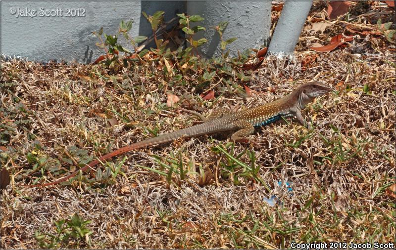 Giant Whiptail (Aspidoscelis motaguae)