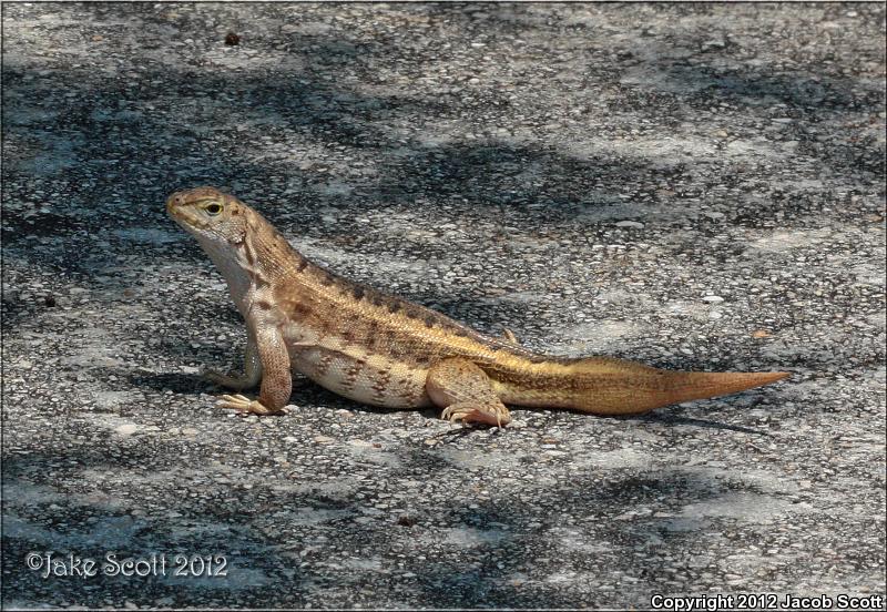 Red-sided Curly-tailed Lizard (Leiocephalus schreibersii)