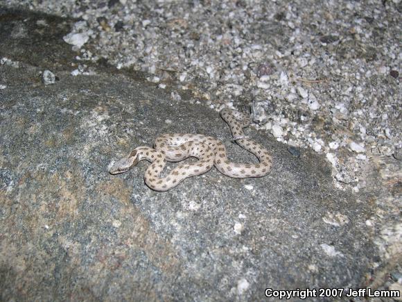 Coast Nightsnake (Hypsiglena ochrorhyncha ochrorhyncha)