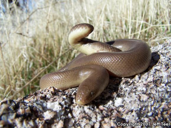 Southern Rubber Boa (Charina umbratica)