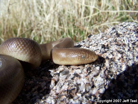 Southern Rubber Boa (Charina umbratica)