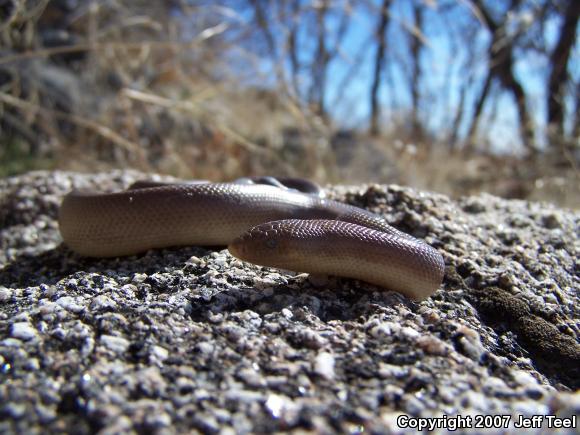 Southern Rubber Boa (Charina umbratica)