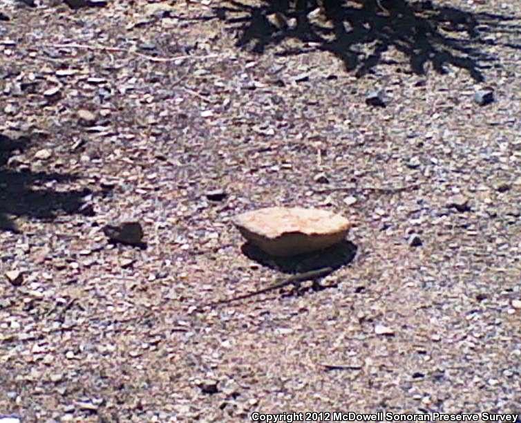 Sonoran Tiger Whiptail (Aspidoscelis tigris aethiops)