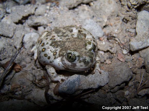 Western Spadefoot (Spea hammondii)