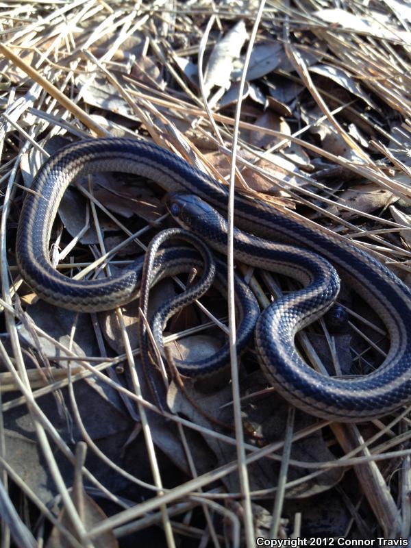 Texas Patch-nosed Snake (Salvadora grahamiae lineata)