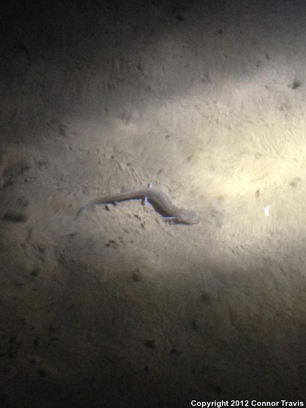 Cascade Caverns Salamander (Eurycea latitans)