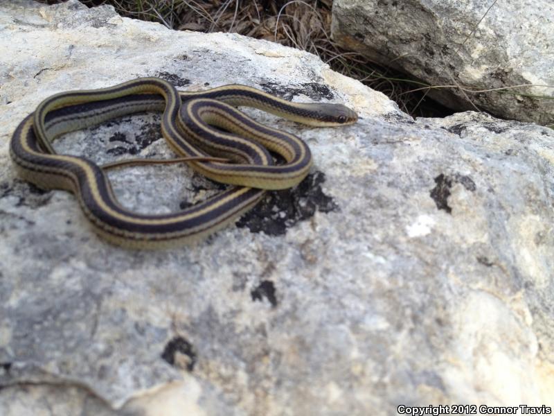 Texas Patch-nosed Snake (Salvadora grahamiae lineata)