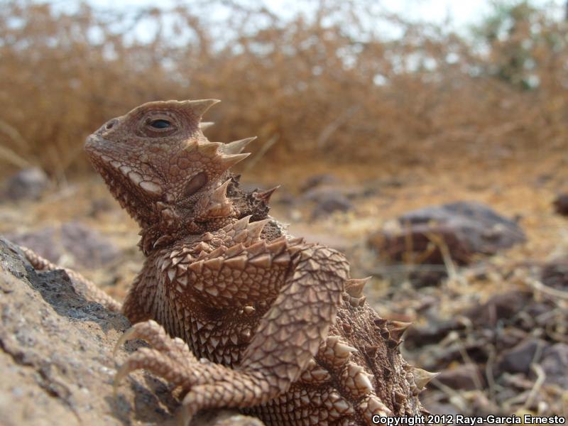 Giant Horned Lizard (Phrynosoma asio)