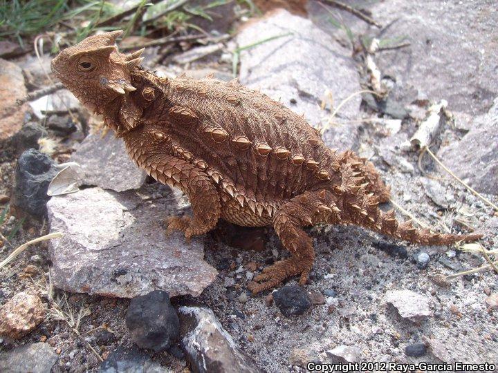 Giant Horned Lizard (Phrynosoma asio)