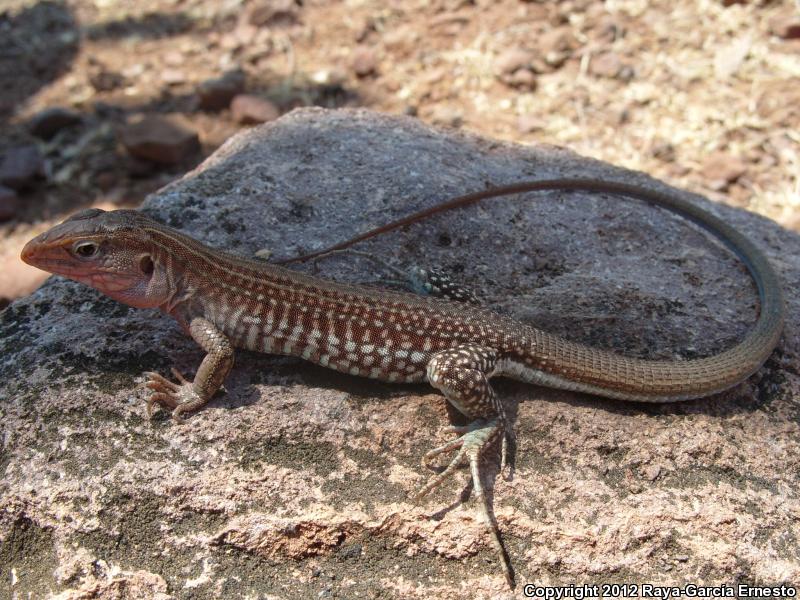 Rio Tepalcatepic Valley Whiptail (Aspidoscelis calidipes)