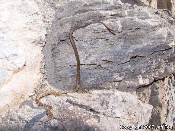 Red Racer (Coluber flagellum piceus)