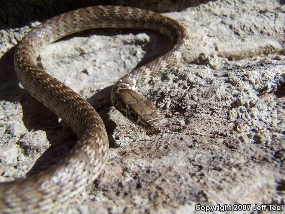 Red Racer (Coluber flagellum piceus)