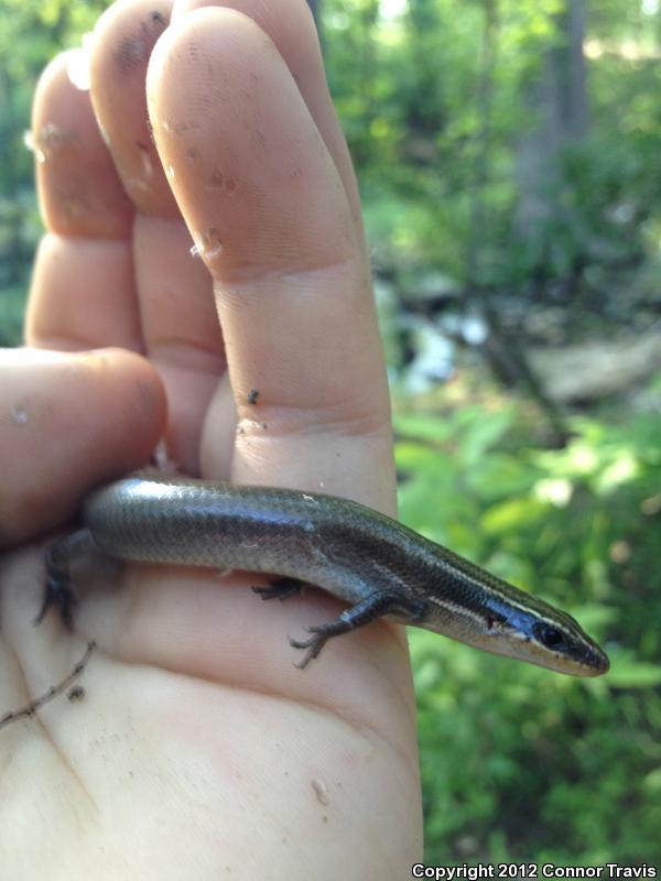 Short-lined Skink (Plestiodon tetragrammus brevilineatus)