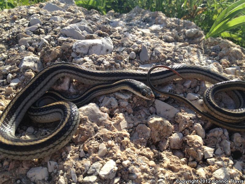 Texas Patch-nosed Snake (Salvadora grahamiae lineata)