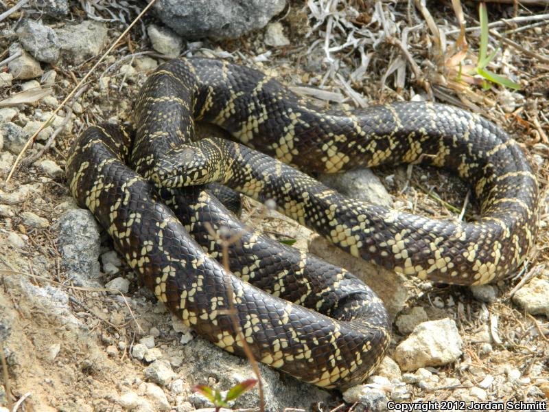 Florida Kingsnake (Lampropeltis getula floridana)