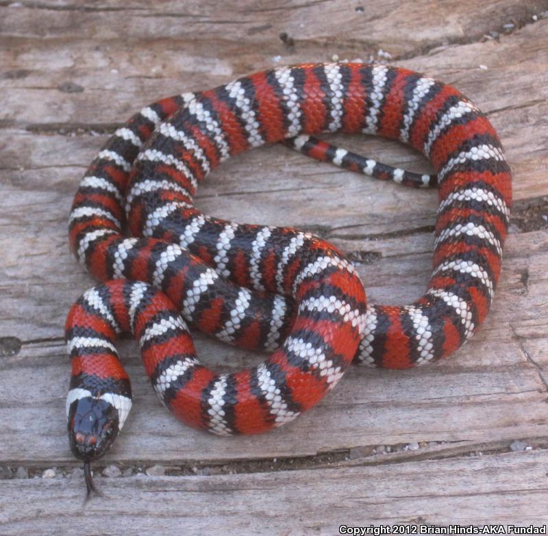 Baja California Mountain Kingsnake (Lampropeltis zonata agalma)