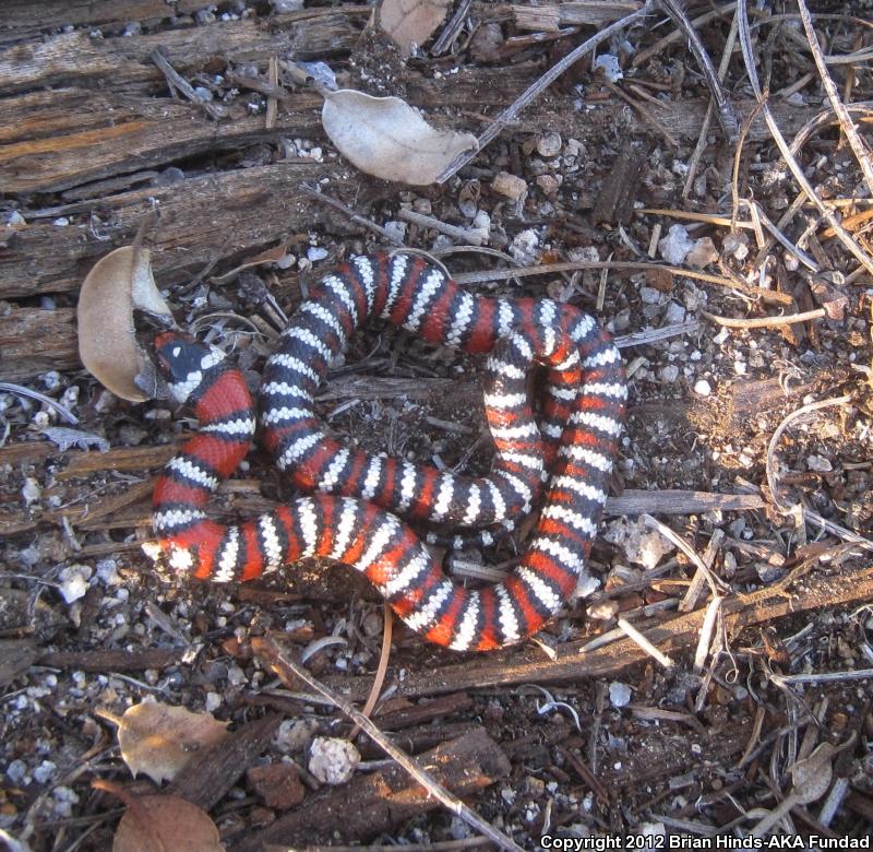 Baja California Mountain Kingsnake (Lampropeltis zonata agalma)