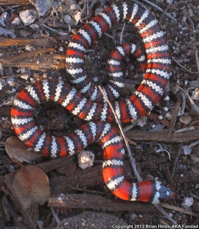 Baja California Mountain Kingsnake (Lampropeltis zonata agalma)