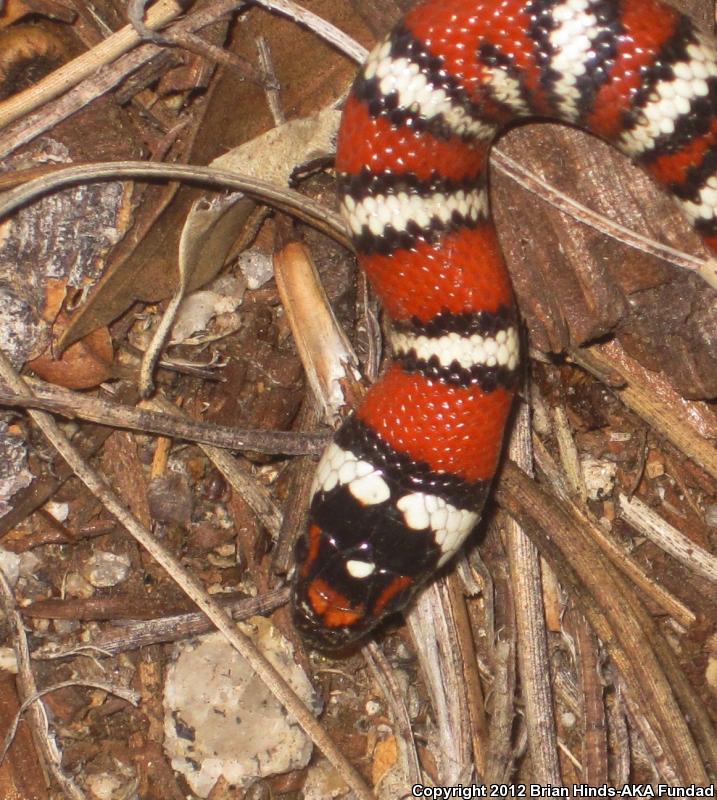 Baja California Mountain Kingsnake (Lampropeltis zonata agalma)