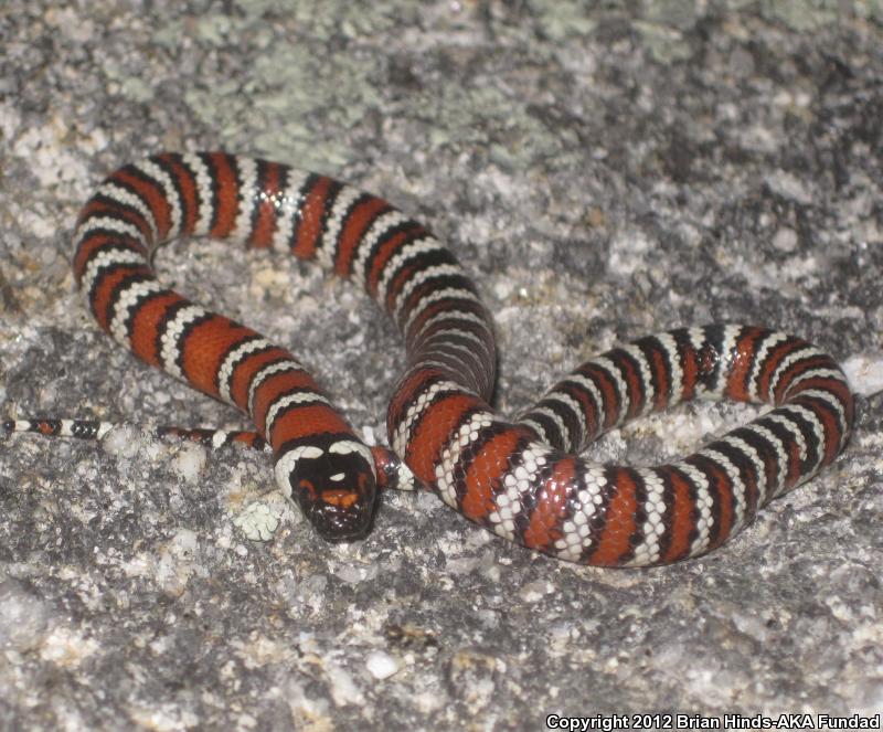 Baja California Mountain Kingsnake (Lampropeltis zonata agalma)