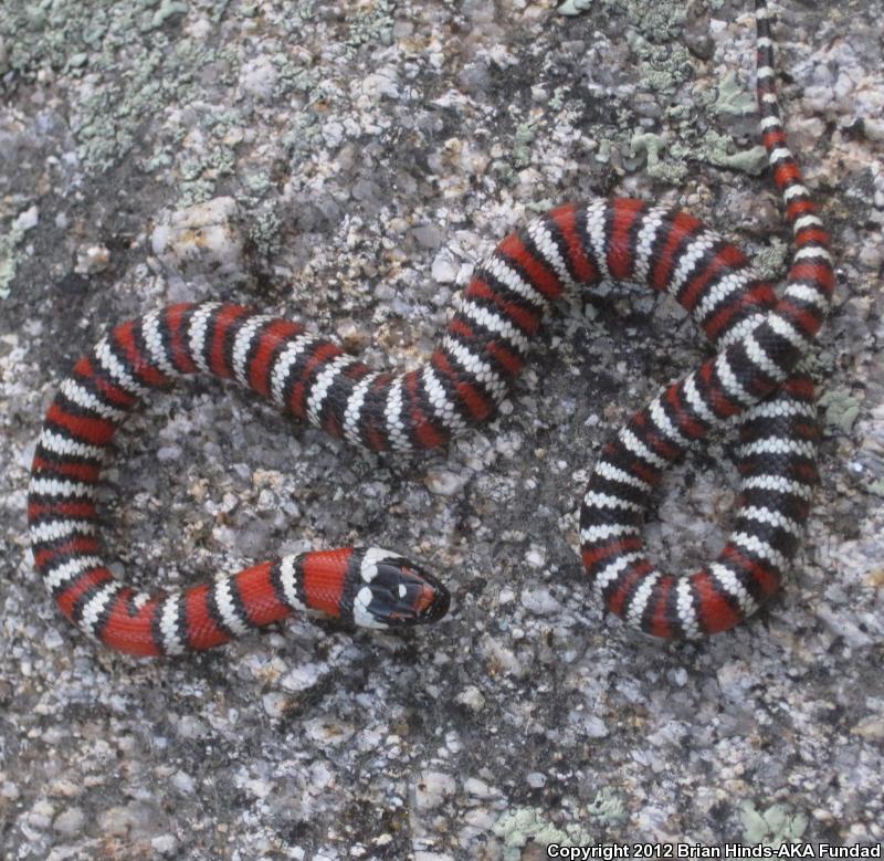 Baja California Mountain Kingsnake (Lampropeltis zonata agalma)