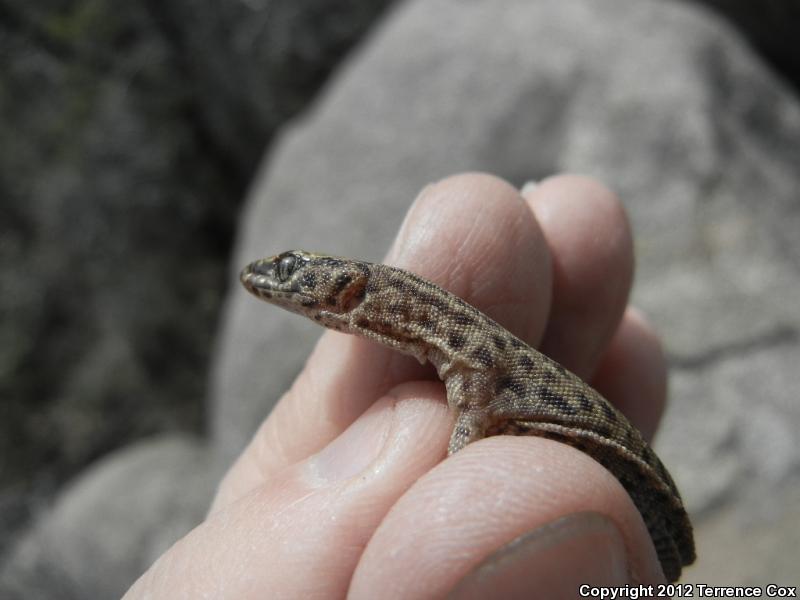 Arizona Night Lizard (Xantusia arizonae)