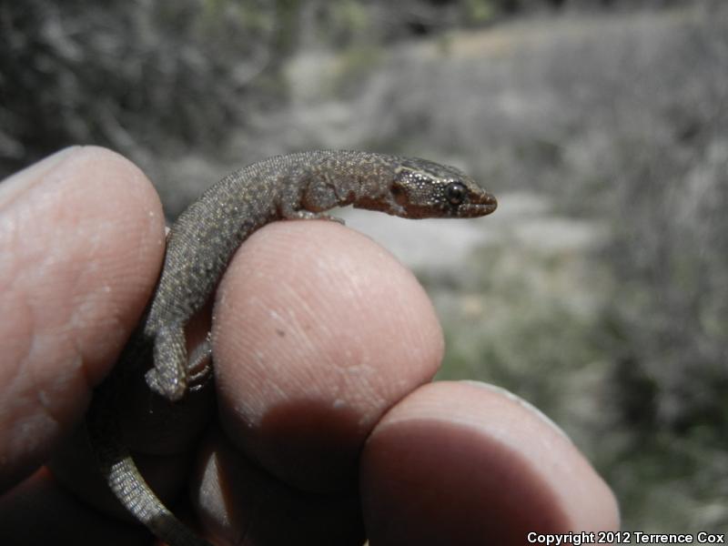 Arizona Night Lizard (Xantusia arizonae)