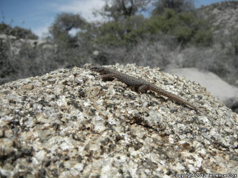 Arizona Night Lizard (Xantusia arizonae)