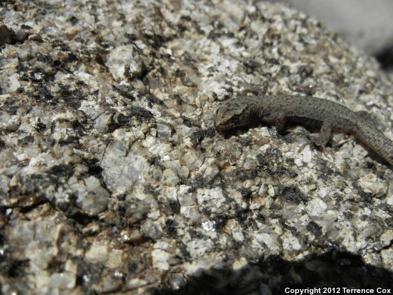 Arizona Night Lizard (Xantusia arizonae)