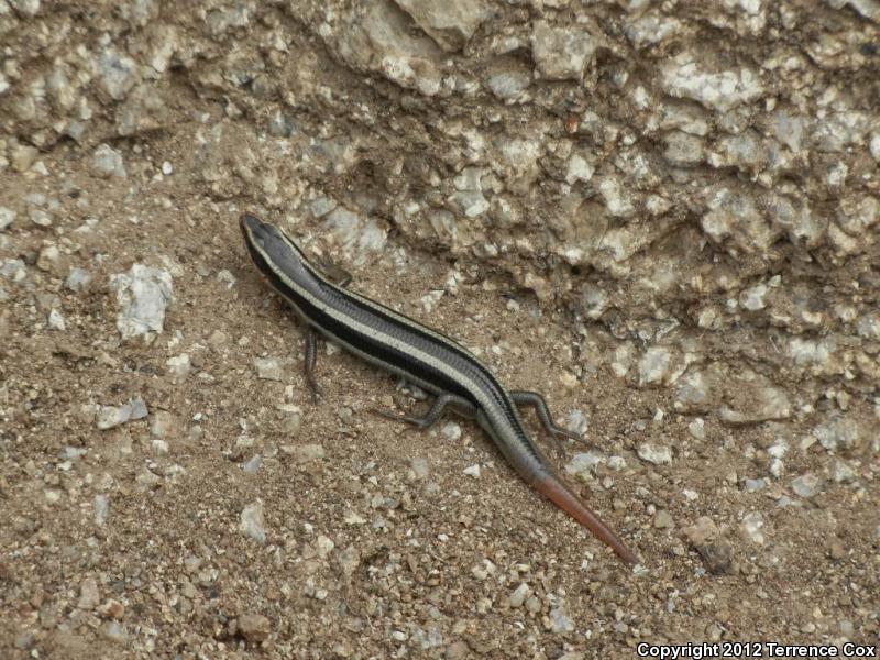 Arizona Skink (Plestiodon gilberti arizonensis)