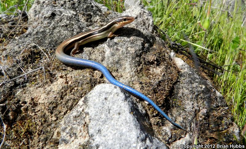 Northern Brown Skink (Plestiodon gilberti placerensis)