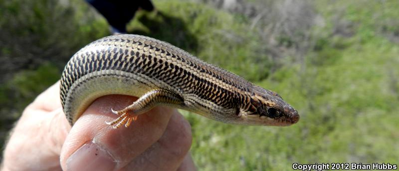 Northern Brown Skink (Plestiodon gilberti placerensis)