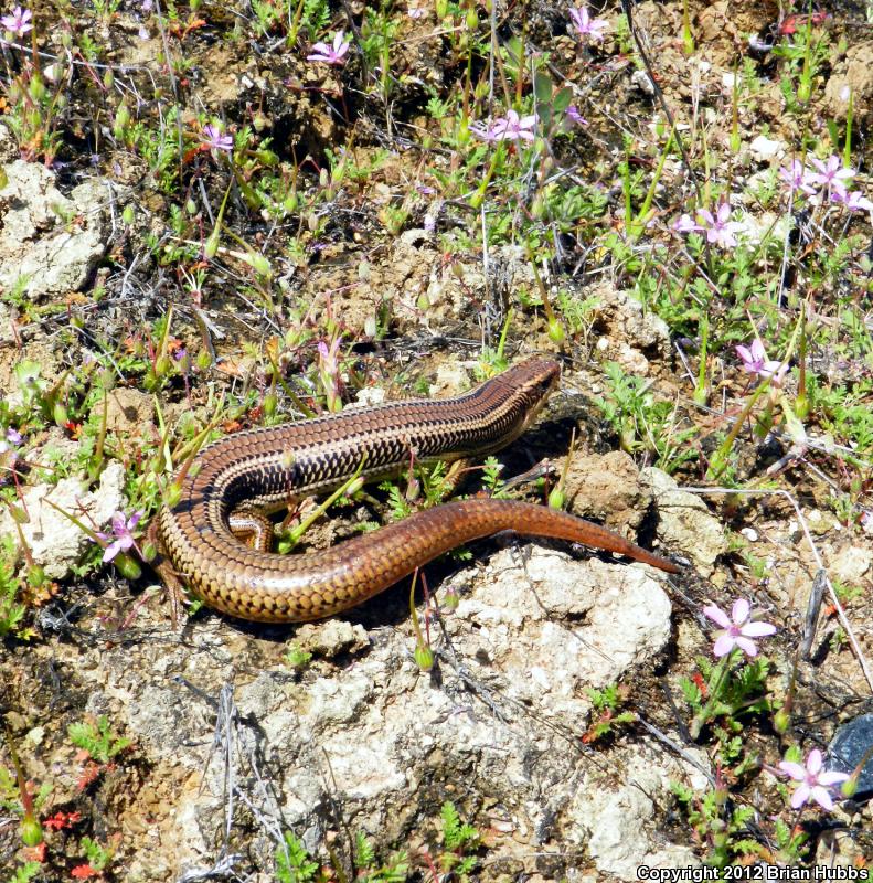 Northern Brown Skink (Plestiodon gilberti placerensis)